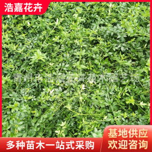 ���֦ӭ�� ����ӭ���� ���̾G����ľ �ļ��Nֲӭ�������С��