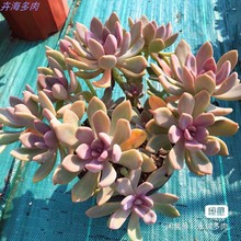 ˶ֲ־Gֲ̨GֲwB LϘ 