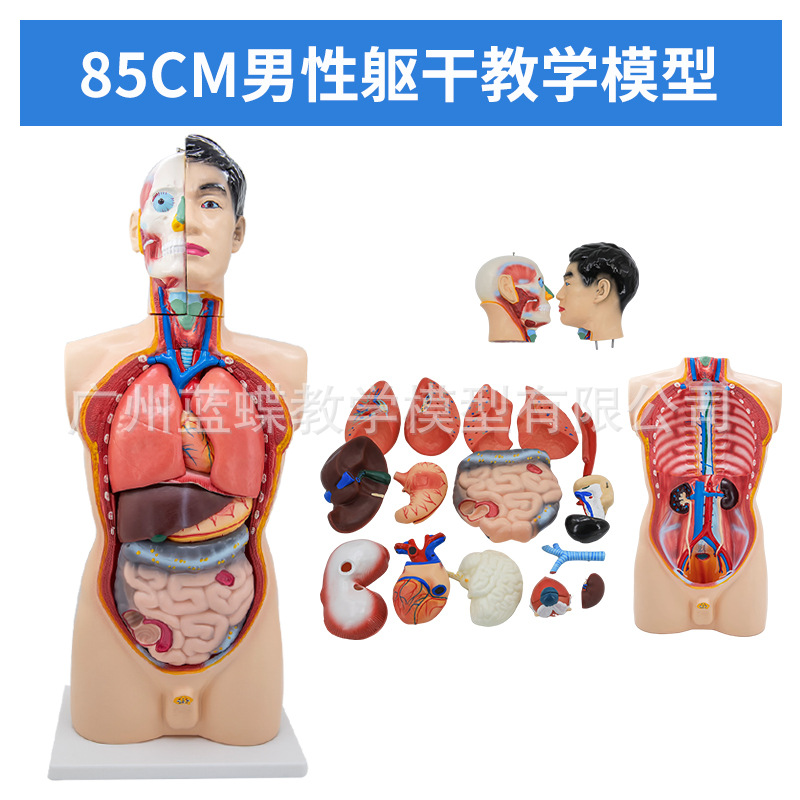 85cm�������ɽ���ģ�Ϳɲ�ж19�� �������� ҽѧ��ѧ�����������