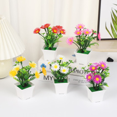 カラーの幸運な草の小さい葵の花は緑を植えて小さい方の底のミニの盆栽の撮影の装飾を植えて盆栽の卸売りを飾ります。