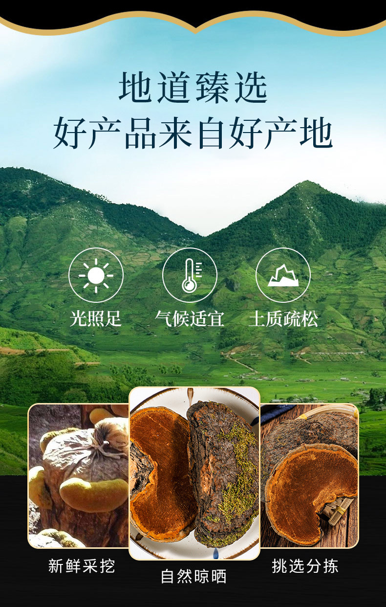 Sang Huang (Sanghuangporus sanghuang) — Wild-Grown Tibetan Medicinal Mushroom, Sulfur-Free, Custom Milling overview