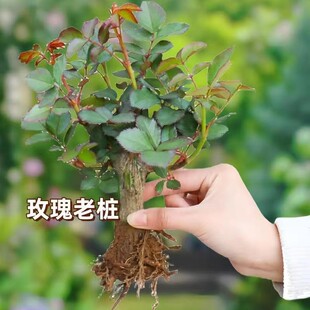 õ�廨���¼����绨���^���Gֲ���҃��̨���Դ󻨝����¼��ϸ�