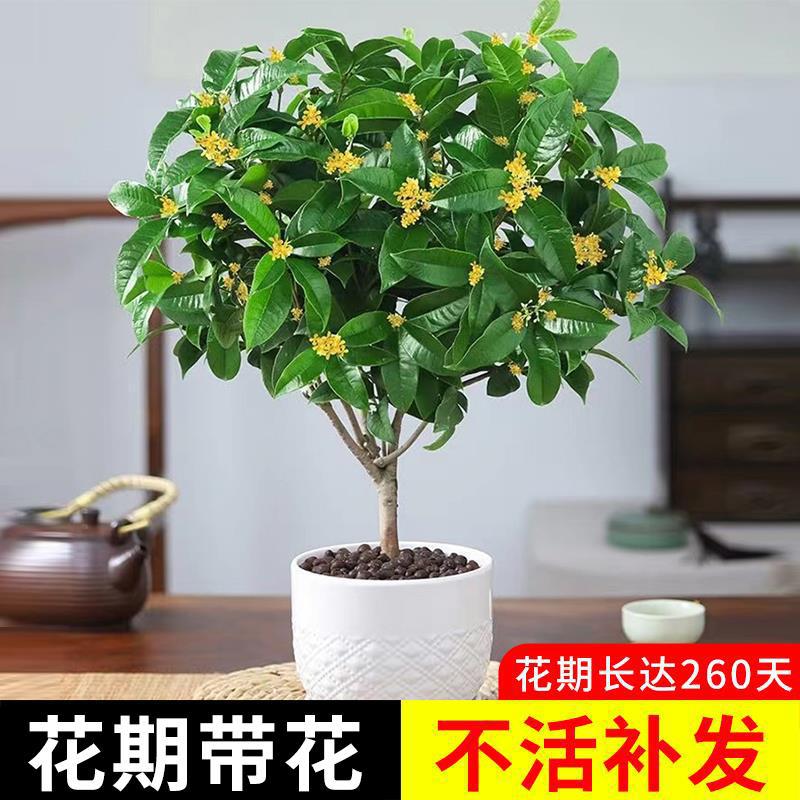 桂花树苗盆栽可食用金桂四季桂开花不断室内外阳台庭院浓香型花卉
