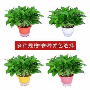 �G�}�����҃�������ȩ�����՚�ֲ�ﻨ��ˮ�B�Gֲ���m�L�ٴ���ֱ�N