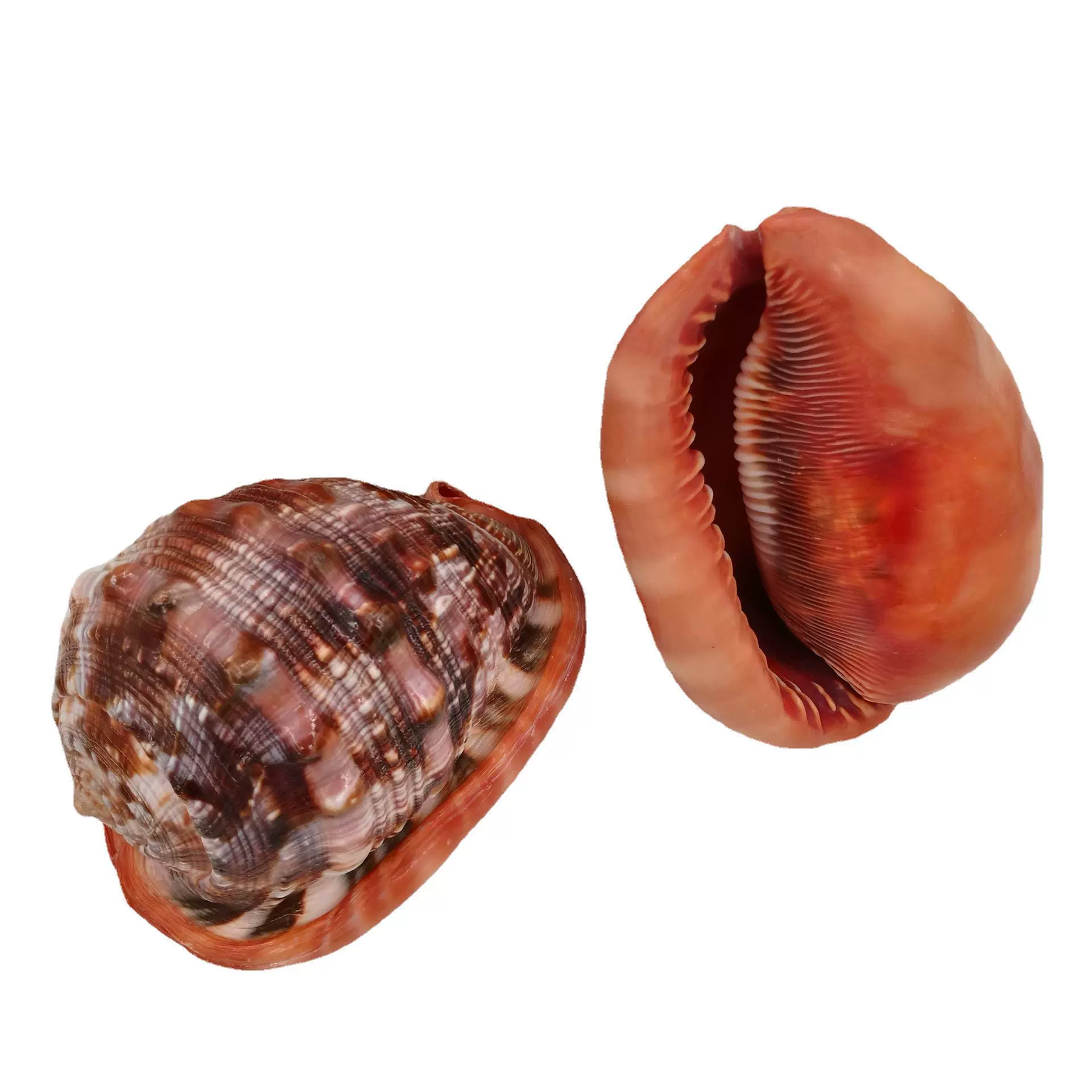 Study natural shell Conchihashi Fish Tank Landscape Decoration Shell Conch Wholesale Wind Bell DIY Crafts
