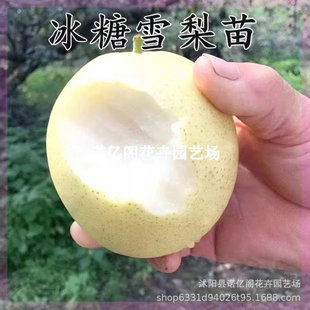 �S�����ѩ����Nֲ�������������籱�������޽��Ϸ�������Ʒ�N