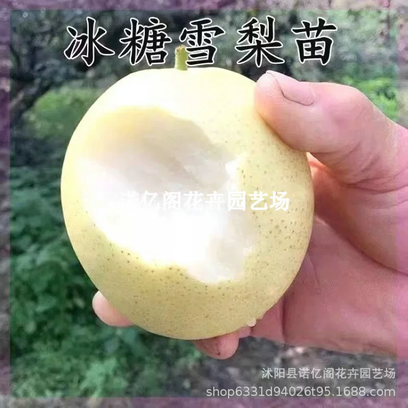 Golden Candy Сидней Рассада Посадка Фруктовая рассада Белая хрустящая груша Рассада Северный Боуанг Прививка Южная рассада Поздние сорта