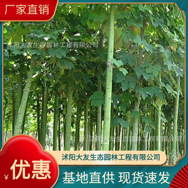 База оптом самостоятельного производства саженцы деревьев Феникс живописный ландшафтный дизайн Дорожный сад техника Озеленение саженцы