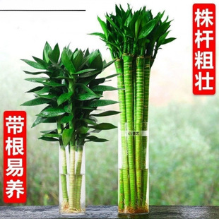 ����ˮ�B���F���^���D�\ˮ���҃ȃ����՚��ȩ���Ի��ܾGֲ