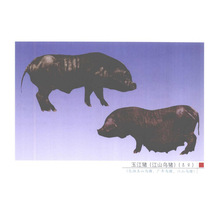 猪的品种图片挂图 牛的品种 猪、牛、羊、禽的疾病图片挂图