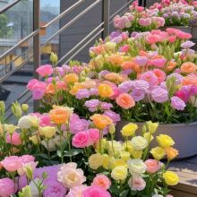 �M���ذ���۹����N���ļ����N�_���׻�ܷN��ͥԺ���⻨�N����