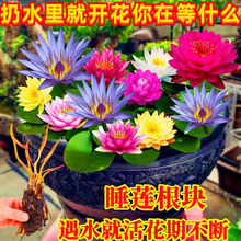 ��˯ɏ���K����˯ɏ��ˮ��ֲ���ļ�ɏ�����Ժɻ�ˮ�Bɏ��ˮ��ֲ��