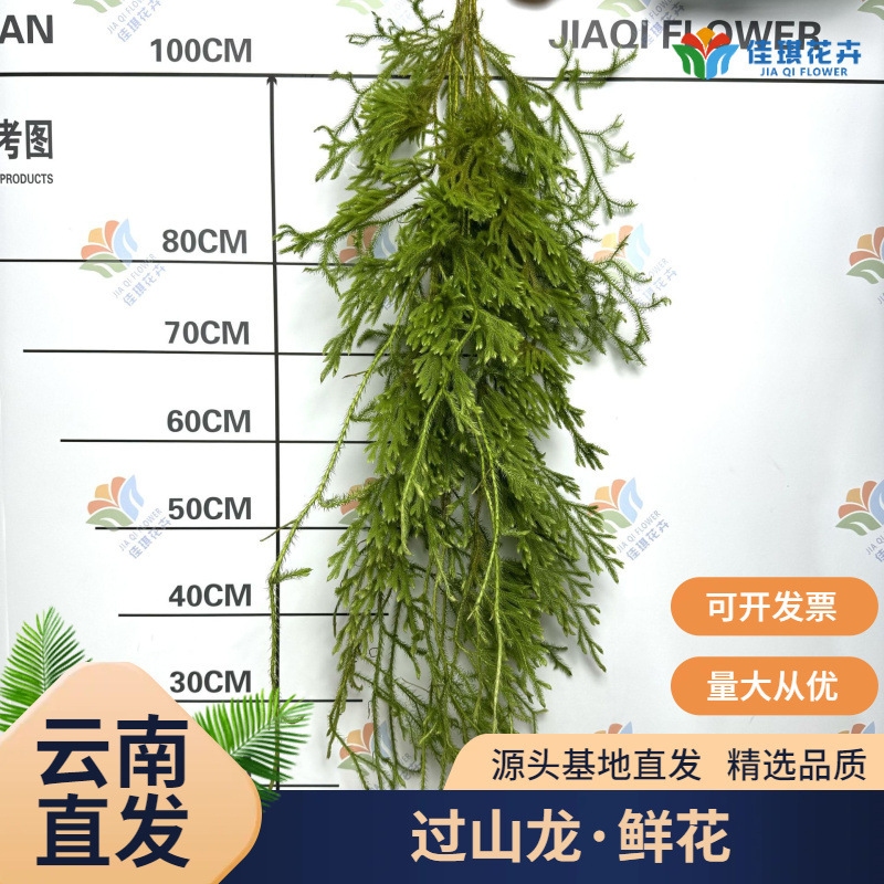Fresh Mountain Dragon Fresh Cut Flower Lycopodium Plant Stretch Grass Forest Wedding Wedding Flower Material DIY Flower Arrangement Fresh Mountain Dragon Fresh Cut Flower Lycopodium Plant Stretch Grass Forest Wedding Wedding Flower Material DIY Flower Arrangement