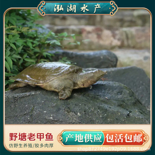 5�����σ��|�����Bֳˮ���ϼ��~3��+����ֱ�l�r���r��ֱ�l���A�M