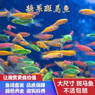 �߲��ǹ����R�~�^�p�~��̖Ⱥ���~С�͟Ꭷ�����~��ˮ���B�ͻ��؃r