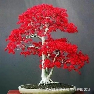 �����t���N���ձ��t���N�������N�������t�ձ��t���N���S����N