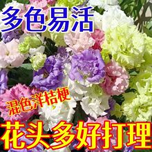 ļ_桿ذ۹NӃ̨׻ԻݷN