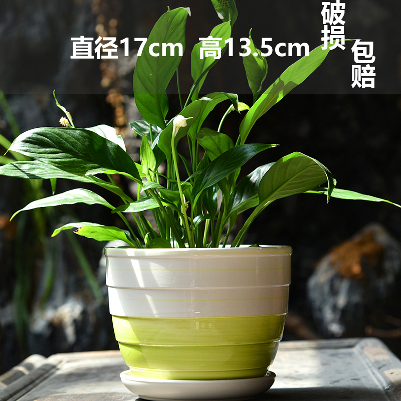 세라믹-싱글 대형 시원한 여름 화분-대형