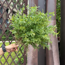 滨~ӾGֲɭϵcÑƺYbƵ깤컨ٻ