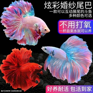 ̩���鼆������Ů�Ꭷ���~�^�p�~���װ��Ꭷ�~���B�W�tِ���ͻ�