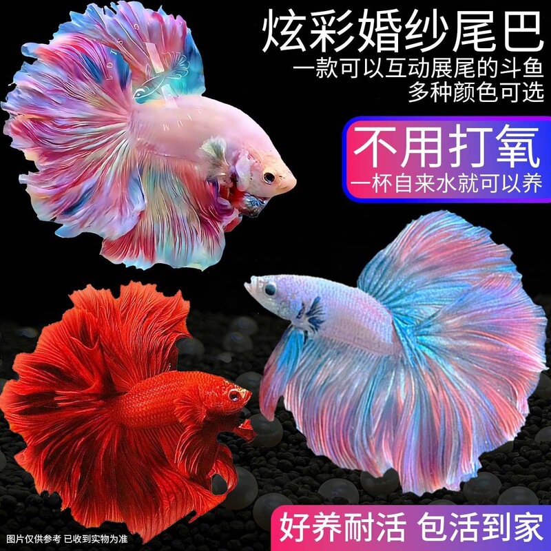 Thai Wedding Dress Pet Fairy Tropical Betta Fish, Pure White Half-Moon Tropical Fish, Easy to Raise, Internet-Famous, Competition Grade, Durable Thai Wedding Dress Pet Fairy Tropical Betta Fish, Pure White Half-Moon Tropical Fish, Easy to Raise, Internet-Famous, Competition Grade, Durable