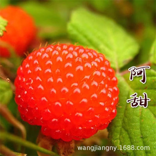 �t��ݮ���Ʒ�N��Ƽ�︣���ļ���ݮ�縲���������Թ����箔��Y��