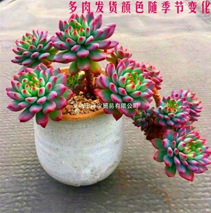 �{�O��Ⱥ���Ϙ�����M��ֲ����}���^���곬���̨�҃��k��������