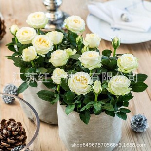 õ�廨�N���̨�҃����Լtõ�廨�ļ��׷N���r���ܷN�Ӷ�ɫ���l
