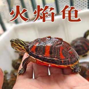 进口火焰龟活物宽纹红腹龟苗禄仔大翅膀冷水精品小宠物深水龟大龟-阿里巴巴