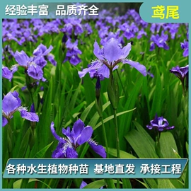 水生植物;其他园林资材;宿根花卉