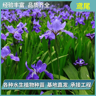 �Sβˮ��ֲ����Sβ�������l���ͦˮֲ���^�p���̷Nֲˮ���Sβ