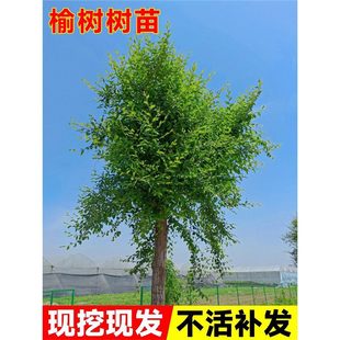 ���X����Gֲ�Ϙ��辰���ʳ��С�~�ϱ����ͺ�ͥԺ�L����G��ֲ��