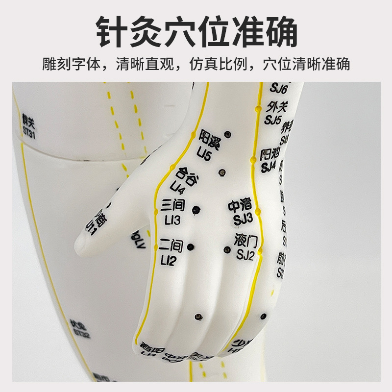 ʮ�ľ�Ѩģ�͸�85cm��ҽ����Ѩλ �������ģ�Ͱ�Ƥ�뼡����ģ��