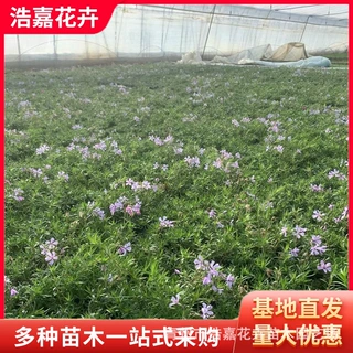 多色芝樱苗鲜花盆栽 五一室外种植绿化景观 多色营养苗丛生福禄考