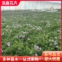盆栽丛生多色室外苗