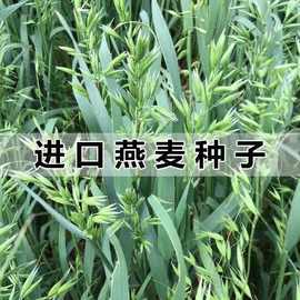 优质燕麦种子养殖牧草种籽高产鱼饲料草籽绿肥牛羊草种籽冬天耐寒