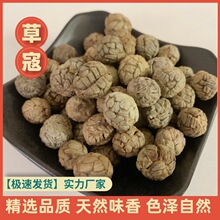 广西大草蔻中草蔻草寇卤肉香辛料食用厨房香料批发