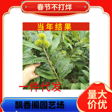 ޽ӰֱNֱ FڬFu aSa Y 