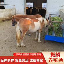 迷你小矮马德宝矮马 设特兰矮马景区马匹出售景区骑乘马匹