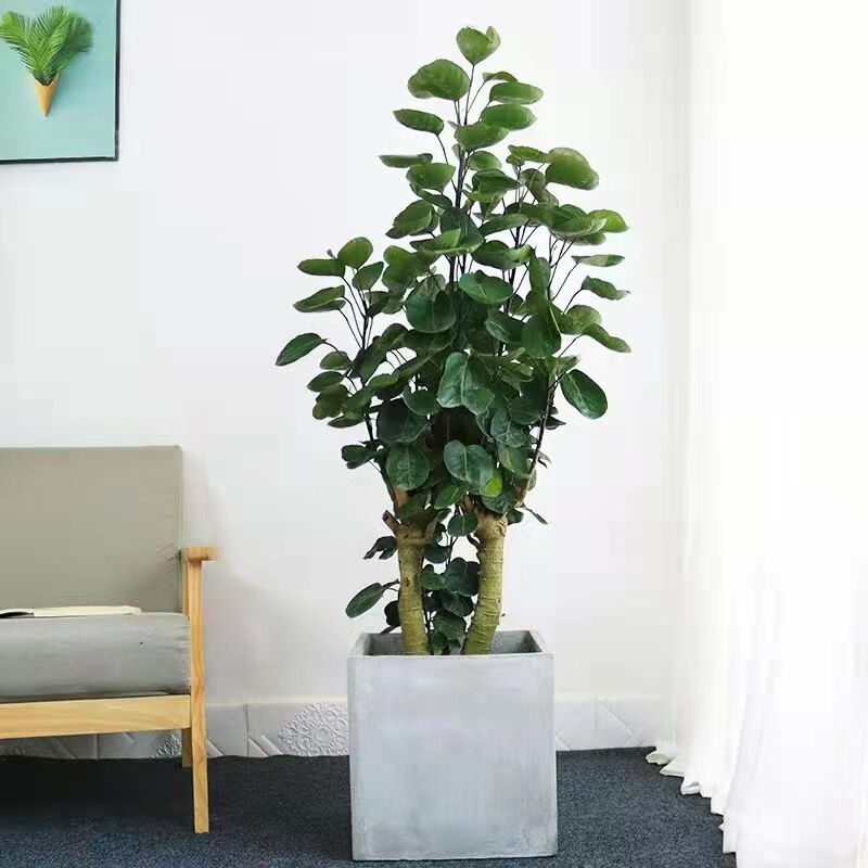 Large Potted Money Tree, Fortune Tree, Money Plant, Indoor Green Plant