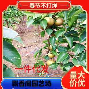 һ�����l���������������������Ϸ������Nֲɳ�������ڻ����