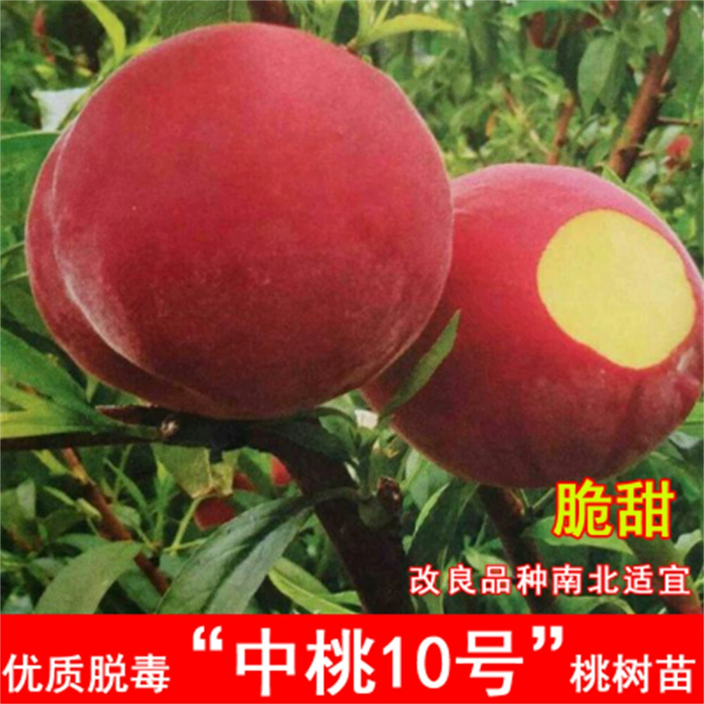 Привитая Чжунтао № 11 Рассада персика Очень большая рассада персика из сердцевины морозостойкая Южная и Северная посадка Плодовая рассада года