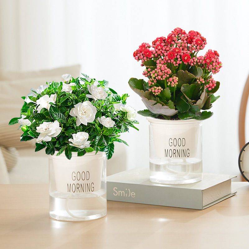 [싹포함] 카멜리아 + 치자나무(굿모닝 화분) + 영양액