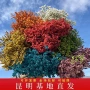云南基地婚庆直发永生花