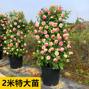 2m High Pink Dragon Sand Gem Vine Rose Seedlings Villa Courtyard Extra Large Fragrant Climbing Flower Plants