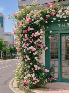 õ�廨�W�t�򿨻����ٲ����ڼٻ��ܵ��b��ٗl�ړ��T�^����