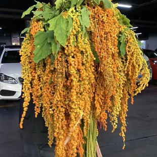 ��c�b��û��r���Gɫ�Sɫ�tɫ�����z�r����ɫ���׈��������b�