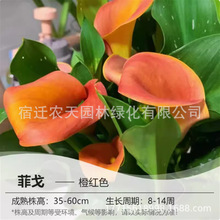 彩奥赛德色马蹄莲种球四季种易活阳台盆栽花卉大球块根开花不断