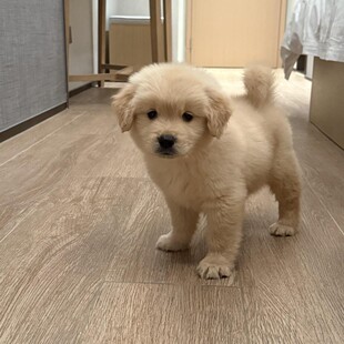 ���N��ë��Ȯ���w�������äȮ��Ǽܽ�ëȮ����Ȯ��ͥ�B���ﹷ