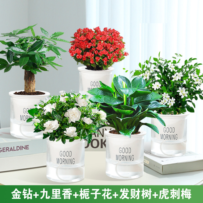 골든 다이아몬드 + 구리향 + 치자나무 + 돈나무 + 호랑이 가시 매화 + 5개의 좋은 아침 대야 + 영양액